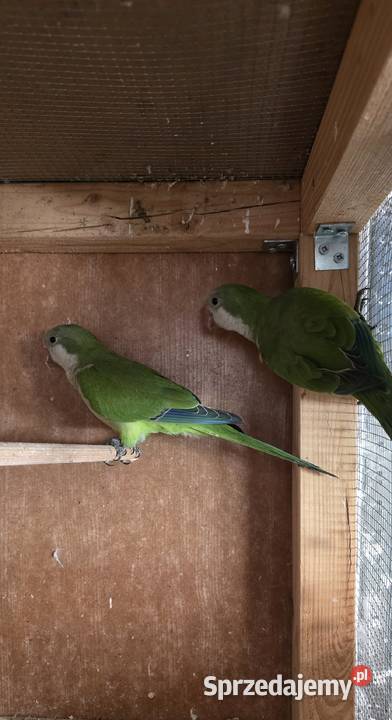 Mnichy nizinne Radomsko sprzedam