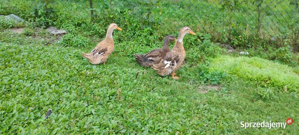 Kaczki staropolskie z 24 roku Giełda zwierząt Tokarówka