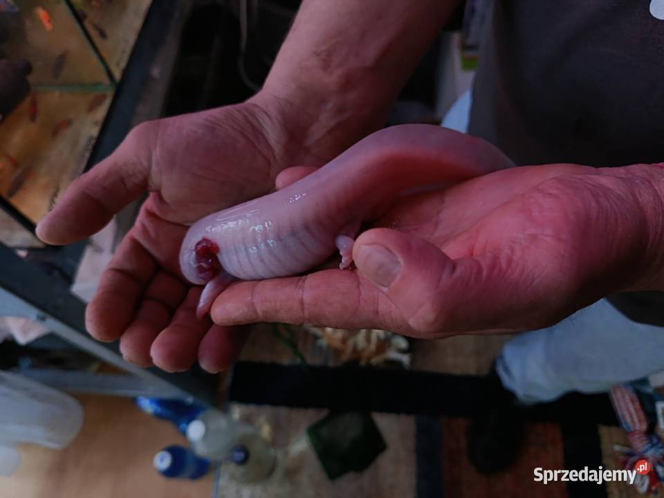 Asolotii Meksykański możliwość dostawy dopłata Poznań