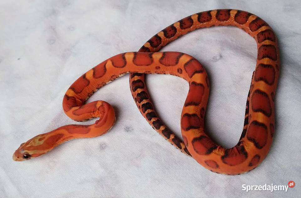 Wąż zbożowy SCALELESS węże zbożowe bezłuskie Warszawa sprzedam