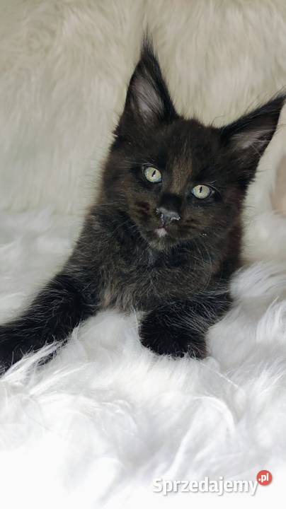 Maine Coon kocur opolskie Opole