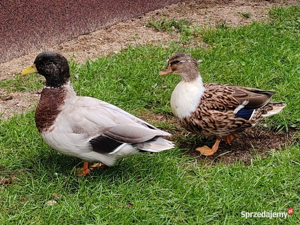 Kaczki kaczuszki call duck