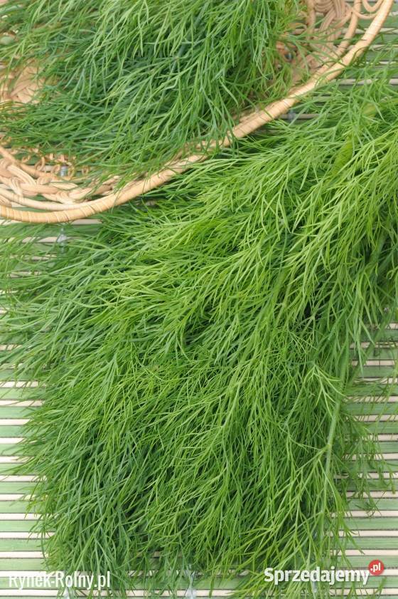 Ogórek sałatkowy długi nasiona wschodnie małopolskie Kraków