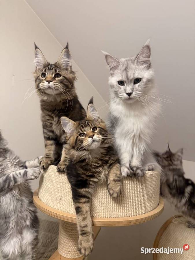 Sprzedam kota Maine Coon FPL Skierniewice