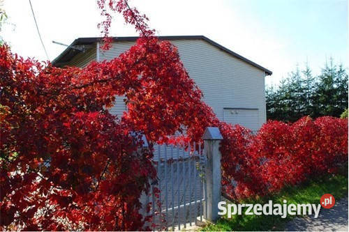 Budynek usługowy mieszkalny działka 2280 m Sprzedaż