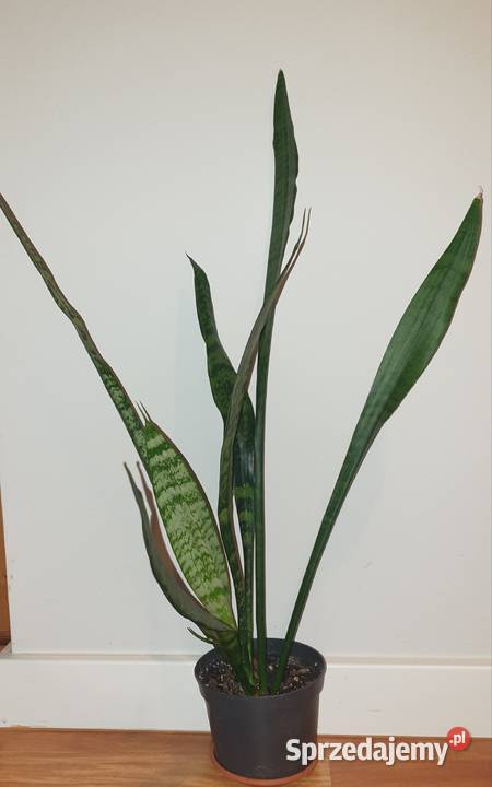Sansewieria wysoka wężownica wysokość 65 duża Warszawa