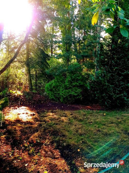 DWA DOMY POD LASEM CAŁOROCZNE OKAZJA Chynów