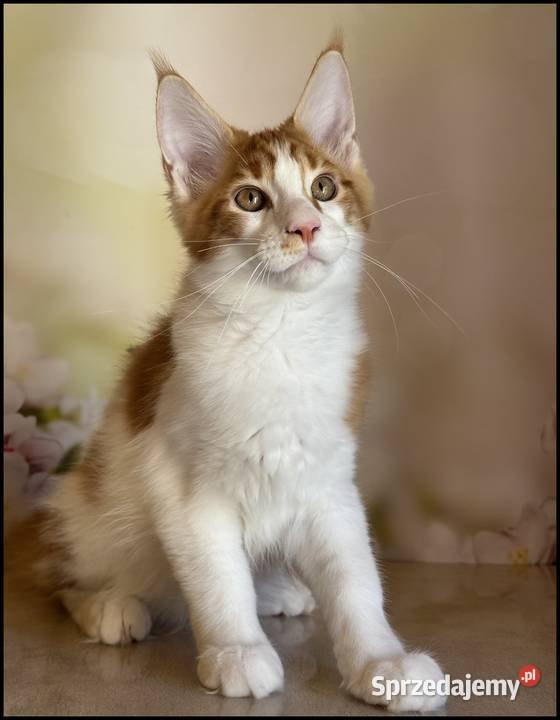 Kocurek Maine Coon Windor Już do odbioru Maine Coon Kraków