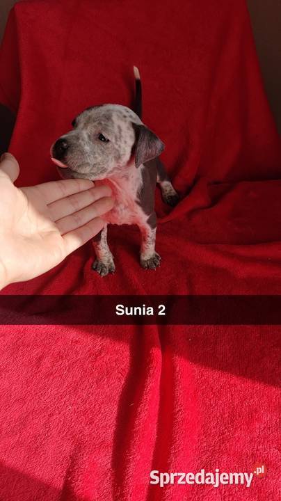Suczka Blue Marle Amstaff Radomsko