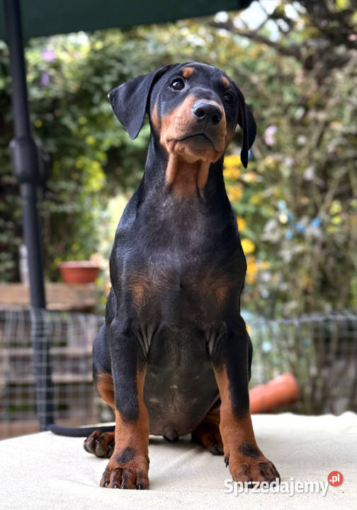 Pinczer średni niemiecki FCI championach Pozostałe Wrocław