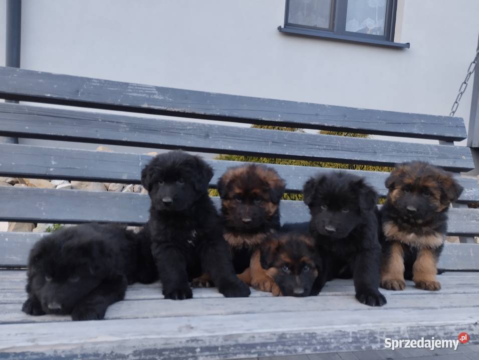 Sprzedam Szczeniaki Owczarki Niemieckie podkarpackie Ropczyce