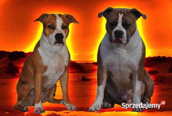 AMSTAFF szczenięta z rodowodem CHAMPIONIE hodowl Wrocław