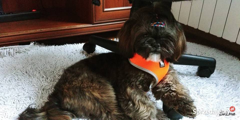 Reproduktor shih tzu z genem blue