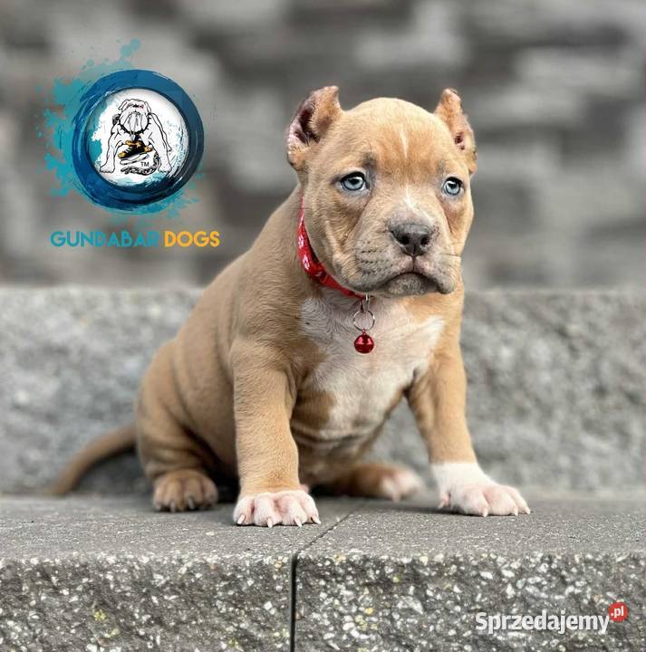 piesek ABKC American Bully
