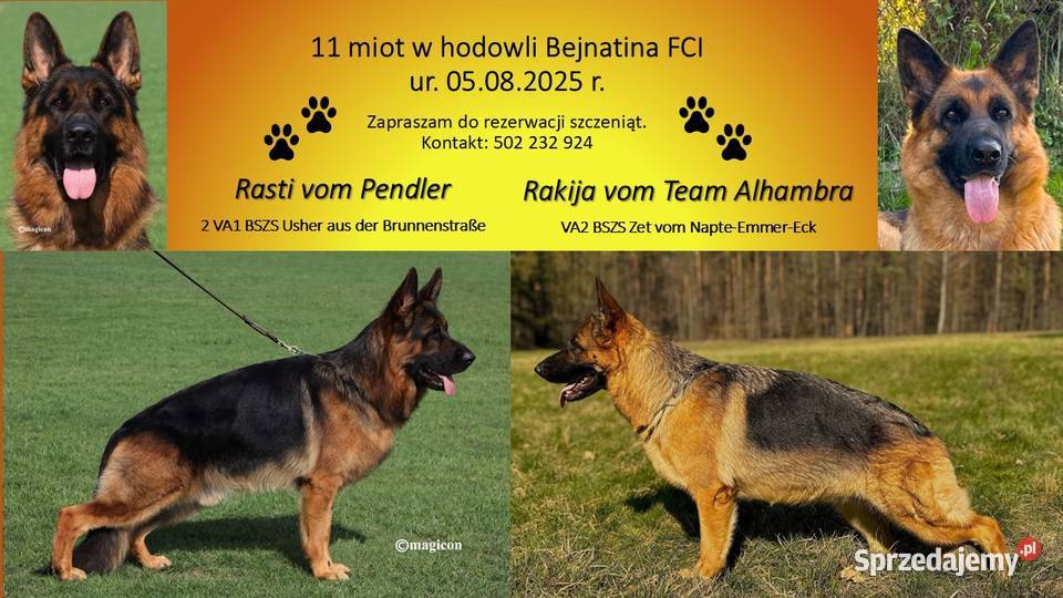 Szczeniak suczki Owczarek Niemiecki Rybnik sprzedam