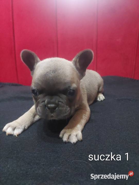 Buldog francuski pieseki i suczki blue Mycielin