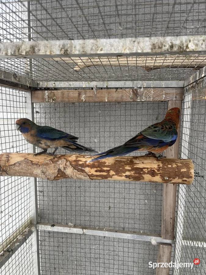 Rozelle królewskie Sośnicowice