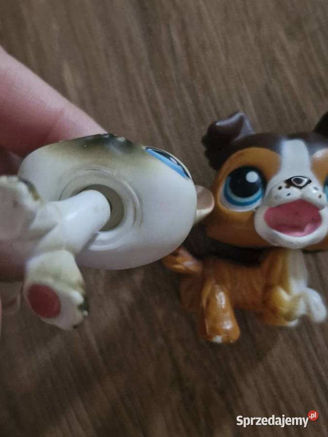 Collie I kotek pet shop oryginalne Starogard Gdański sprzedam