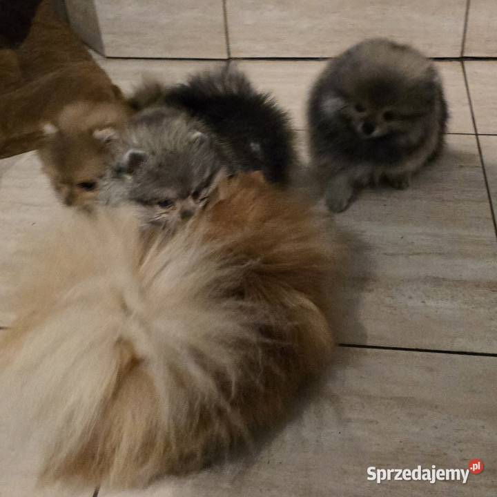 Pomeranian szpic miniaturowy zkwp FCI Szpic miniaturowy Piątkowisko