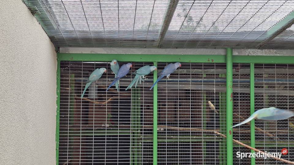 Aleksandretta aleksy aleksandretty obrożna Chrzypsko Małe