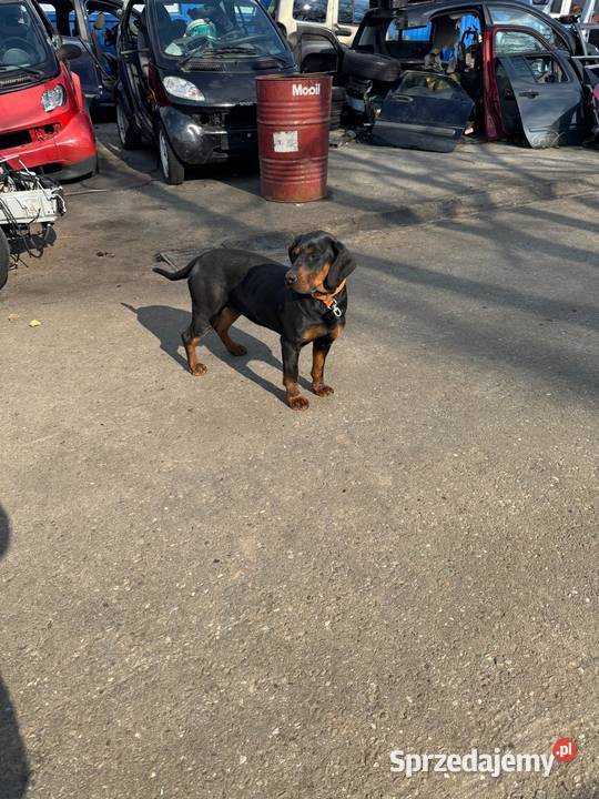 Suka Gończy Polski małopolskie Brzesko