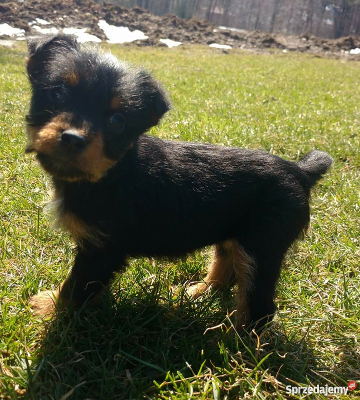 terier niemiecki myśliwski małopolskie Ciężkowice