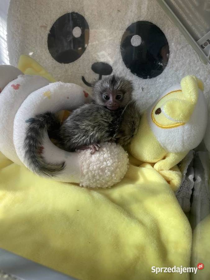 Marmozetta Białoucha ręcznie karmione maluszki Białystok