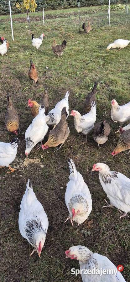 Jaja kurze z gospodarstwa Cekcyn