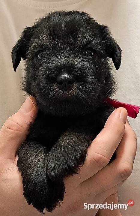 samiec Sznaucer średni pieprz i sól