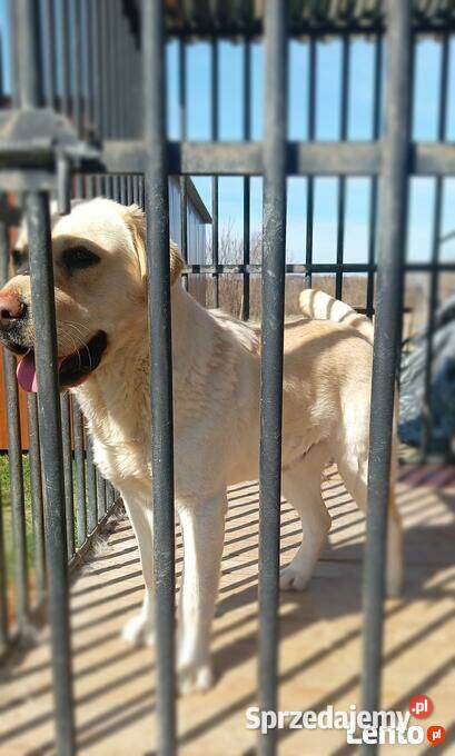 Labrador retriever biszkoptowy krycie małopolskie Łużna