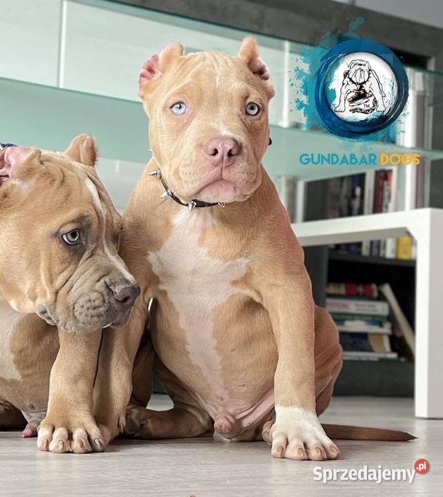 American bully piesek ABKC wielkopolskie Koło