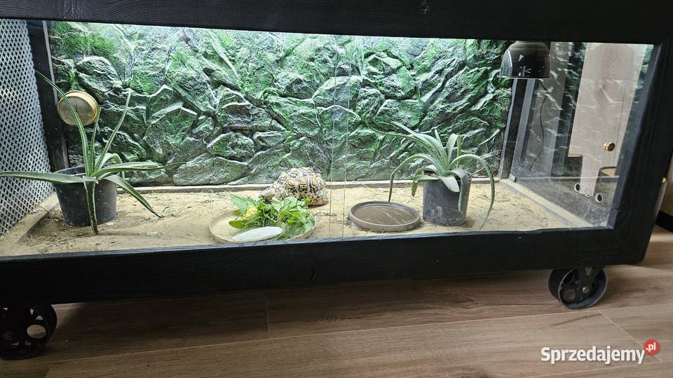 Sprzedam żółwia lamparciego z terrarium Piotrków Trybunalski