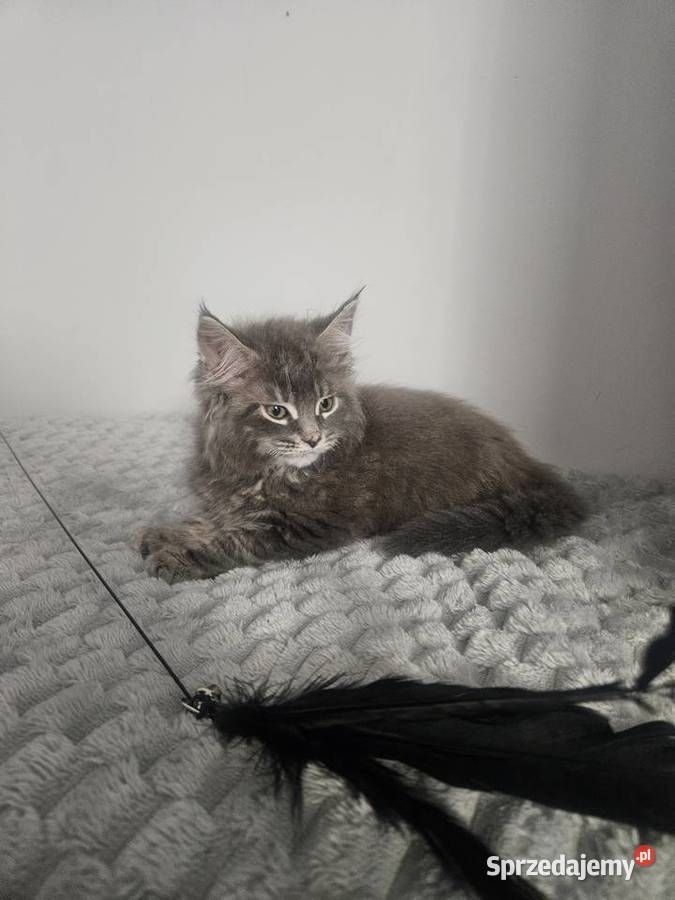 Maine Coon kocur niebieski mazowieckie Radom sprzedam