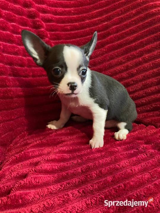 Piesek chihuahua biało czarny mazowieckie Płońsk sprzedam