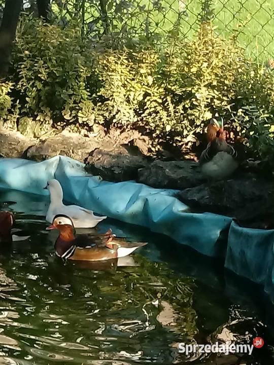 Kaczki mandarynki Skała