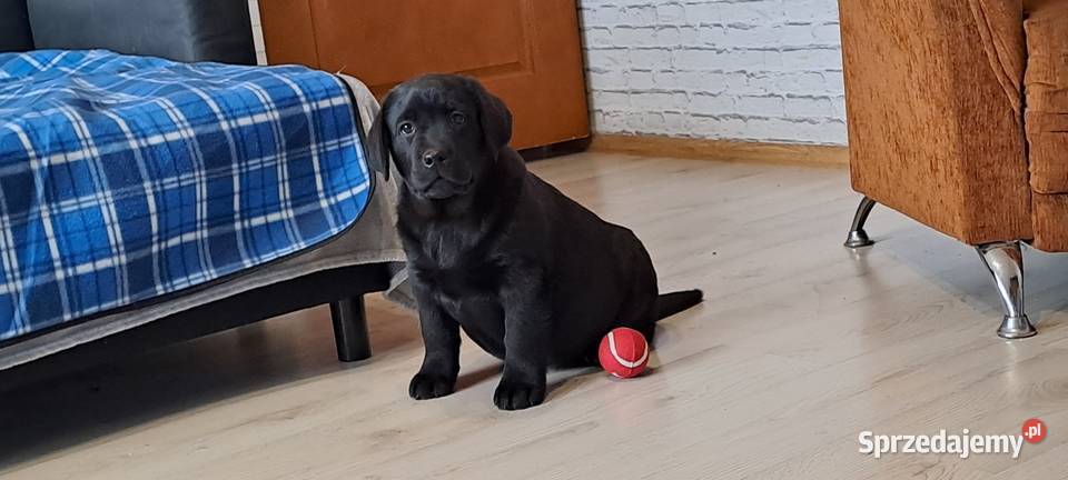 Labrador retriever czarny Pasztowa Wola