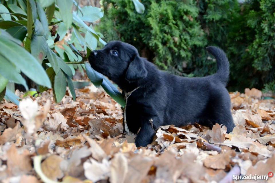 Piękne szczenięta Flat Coated Retriever FCI Wrocław