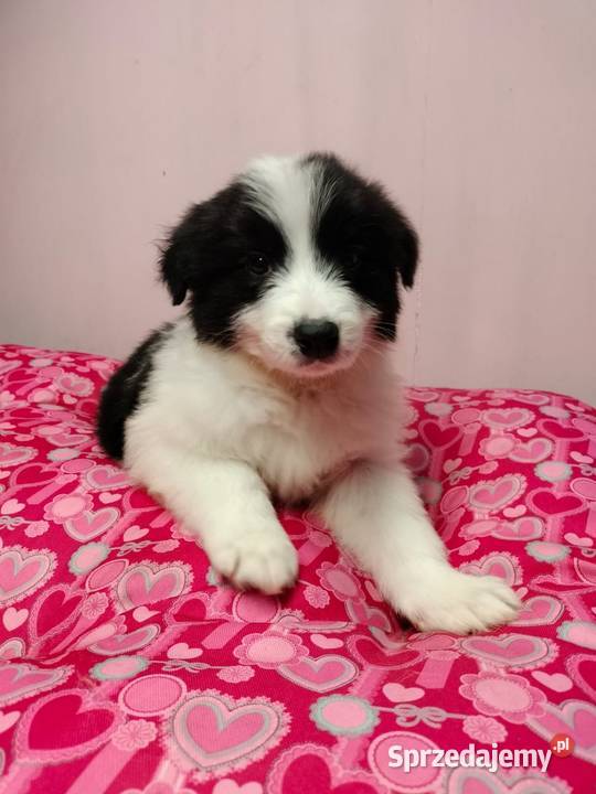 Border collie szczenięta z rodowodem gotowe do Radom