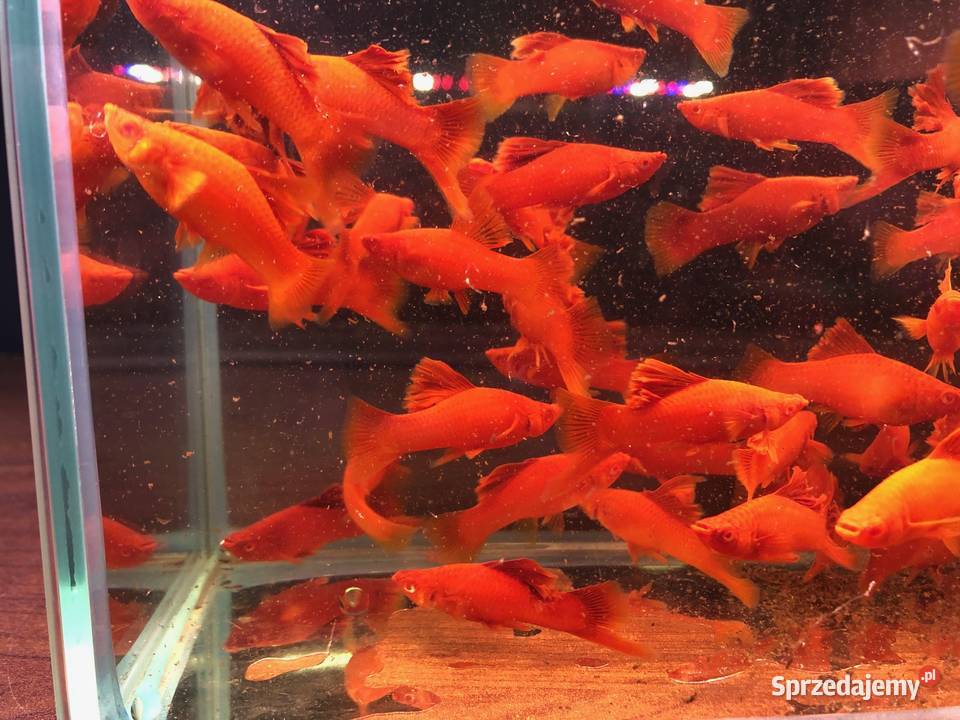 Mieczyk kalafior cauliflower polski krajowy Justynów