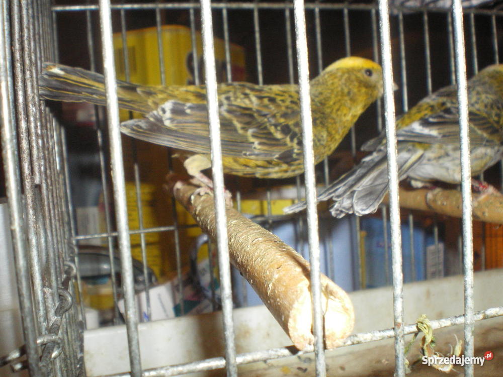 Kanarki Częstochowa