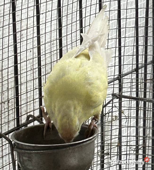 Sprzedam ptaki z zdjęcia Jutrosin