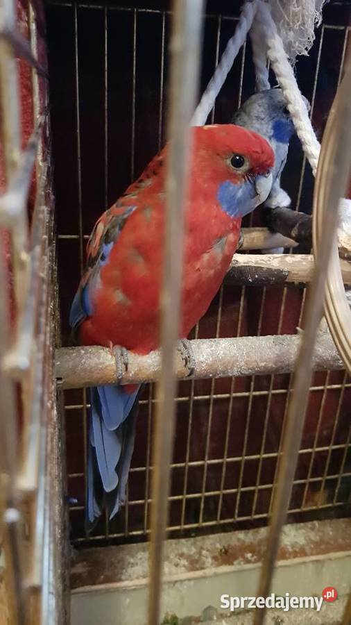 Sprzedam Rozelle Królewskie Nimfy Papugę Kozią Brudzeń Duży sprzedam