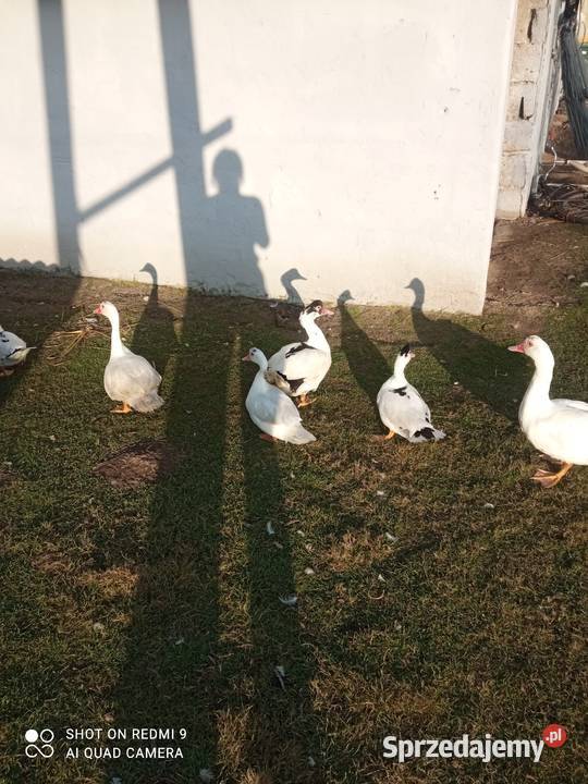 Kaczki Francuskie Radomyśl Wielki