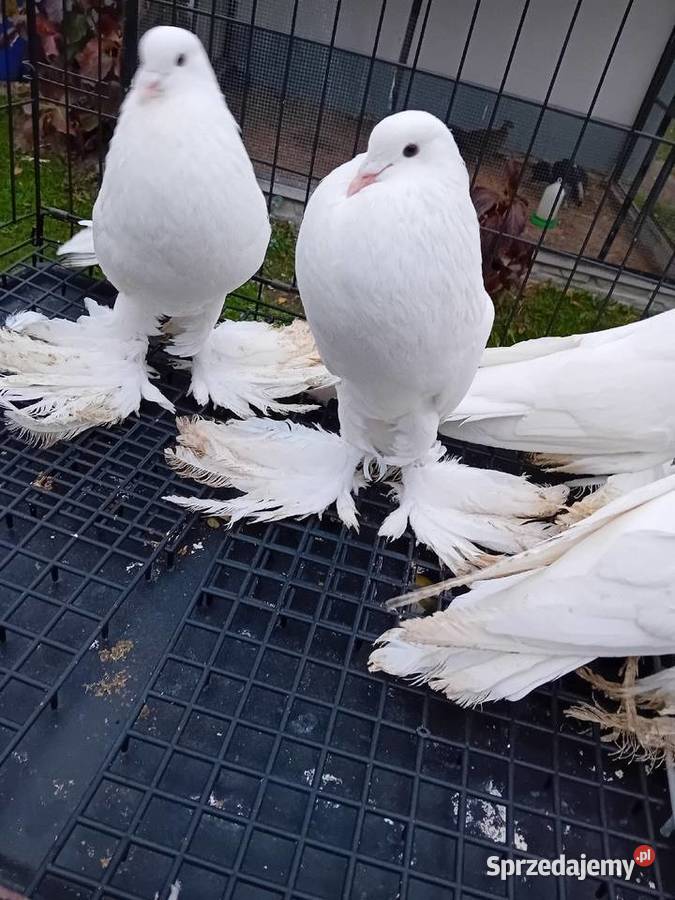 Garłacze pomorskie białe I ńiebieskie Siedlce