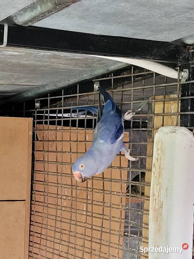 Aleksandretta obrożna fiolet para 2021r legowa Ulanica