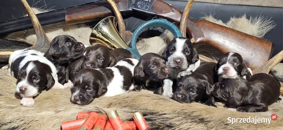 Płochacz niemiecki WACHTELHUND Piesek Tułowice