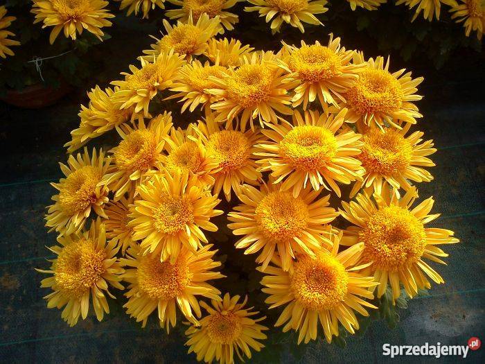 Chryzantemy wielkokwiatowe i średniokwiatowe Sandomierz