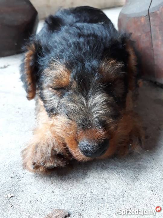 Szczeniaki Terier Walijski Biadoliny Szlacheckie