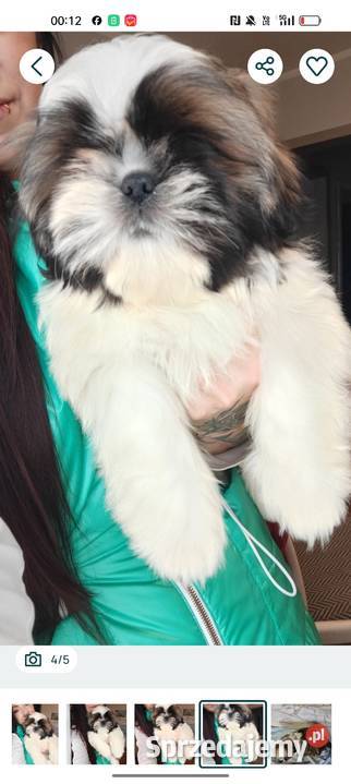 Shih Tzu pies szczeniak piękny miś IMPERIAL Kluczbork