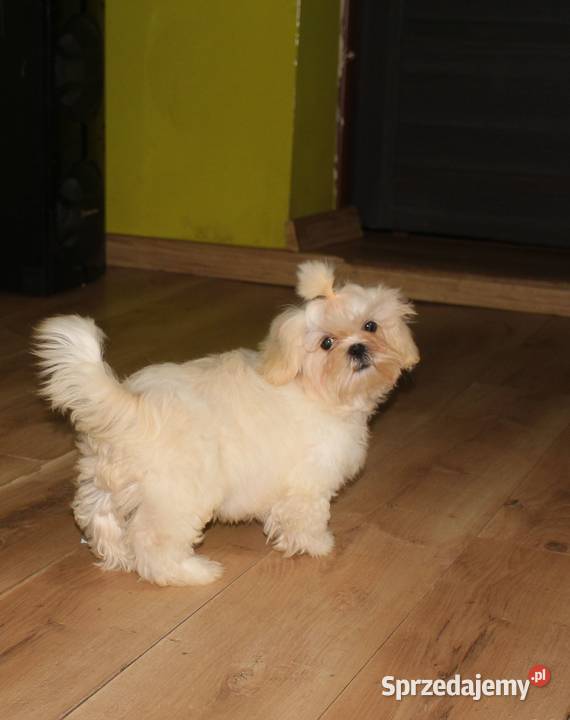 SHIH TZU UNIKATOWE BIAŁE Z KOMPLETEM SZCZEPIEŃ